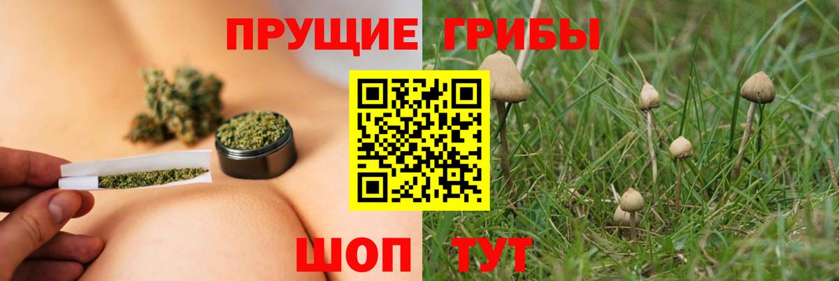 Псилоцибиновые грибы Cubensis Сосновый Бор
